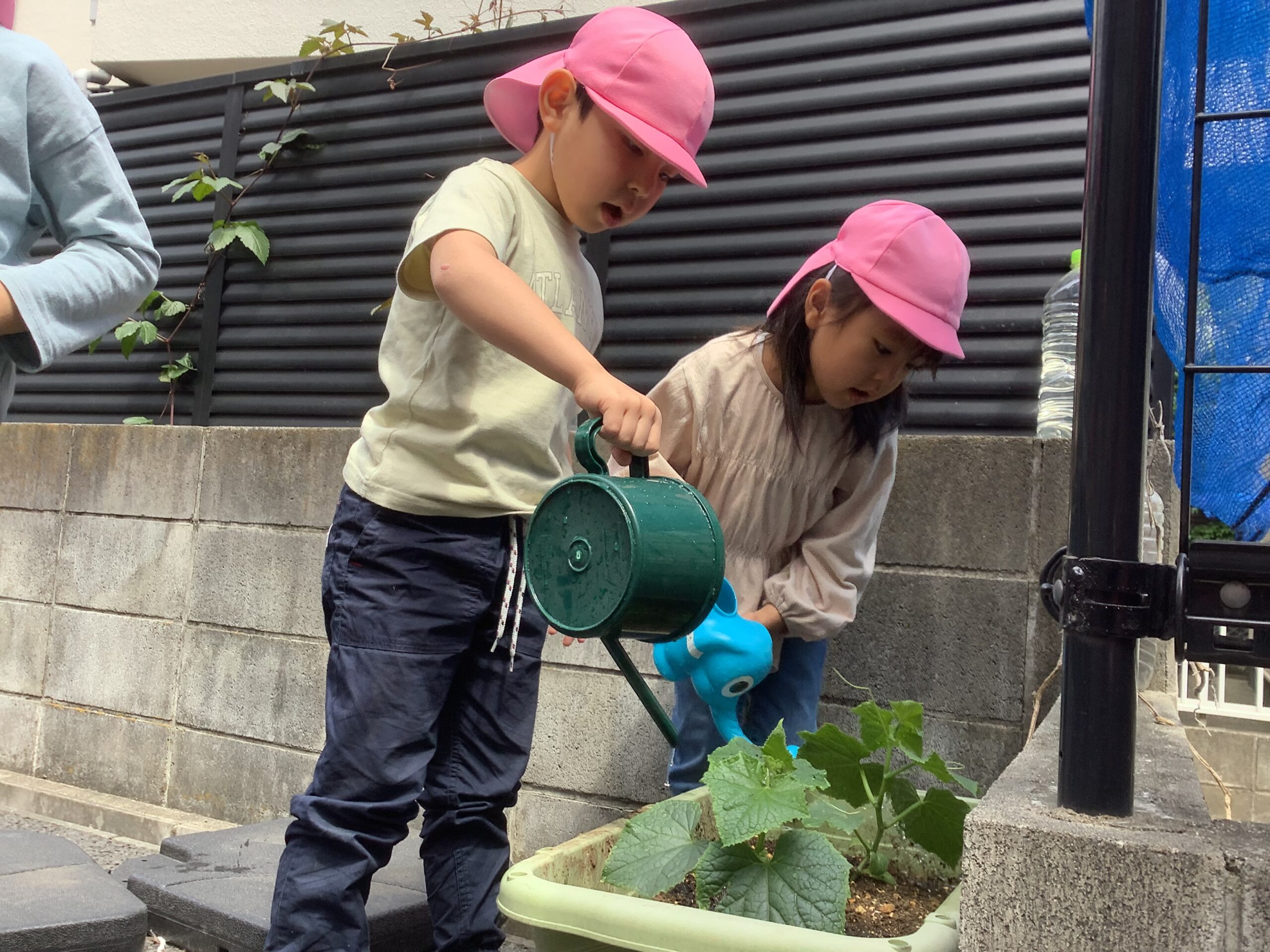 あいみー高津保育園 夏野菜の苗を植えましたの画像