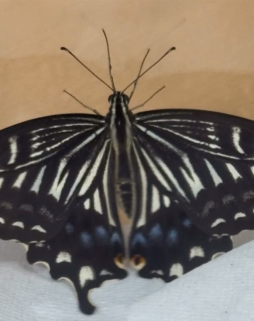 あいみー平間保育園 蝶々の旅立ち