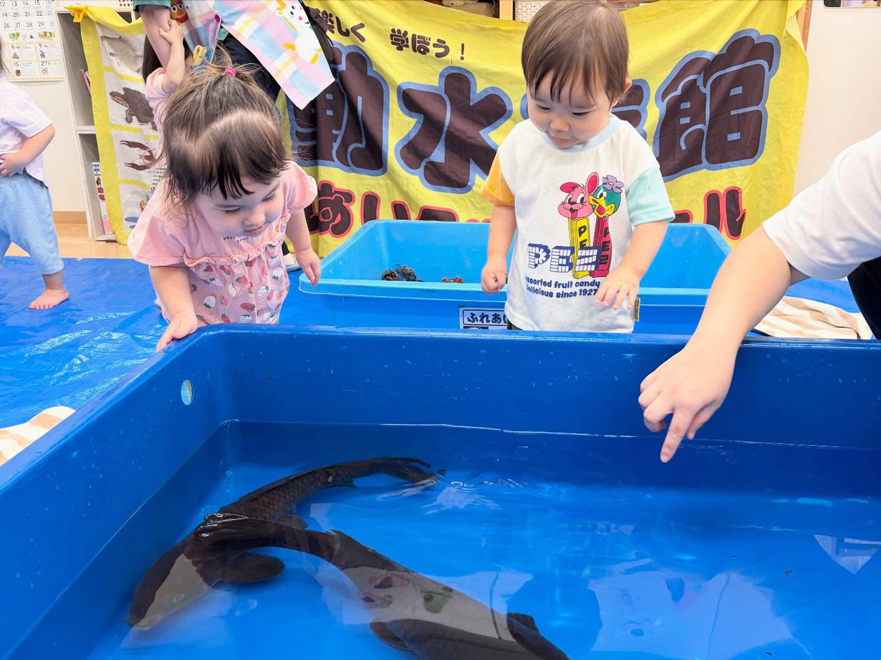 あいみー梶ヶ谷保育園 移動水族館