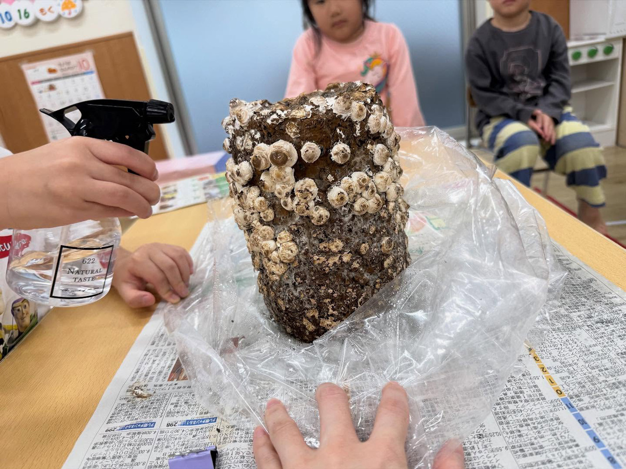 あいみー溝口保育園 4・5歳児クラス「しいたけの栽培」