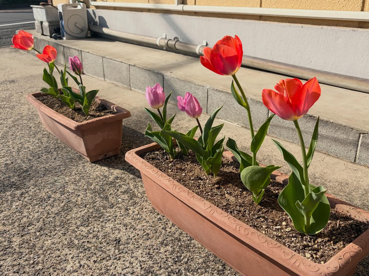 あいみー梶ヶ谷保育園 チューリップが咲いたよ