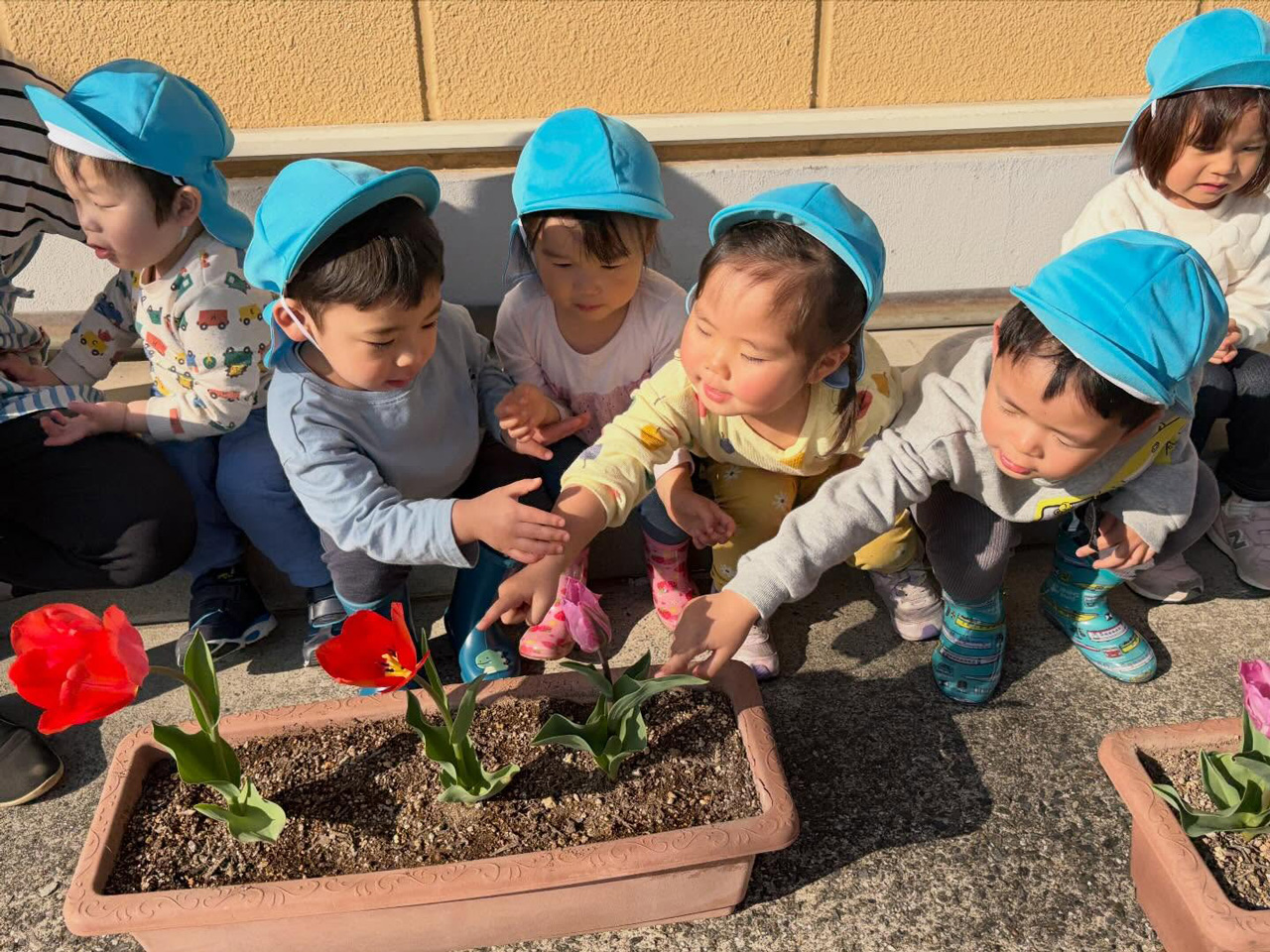 あいみー梶ヶ谷保育園 チューリップが咲いたよ